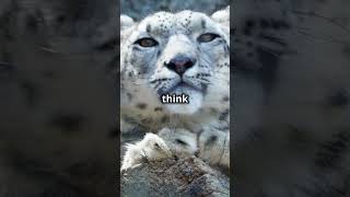 Snow Leopards playing Hide and Seek is TOO GOOD to be real [upl. by Moyna89]