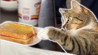 Cat Steals A Sandwich [upl. by Elocel]