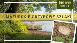 Kurki kania i mazurskie grzybowe szlaki grzyby nature grzybobranie las hiking [upl. by Sonitnatsnoc408]