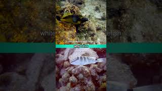 Why I Dive 23 scubashorts whitespotted orange filefish white grouper barracuda fx [upl. by Maloy]