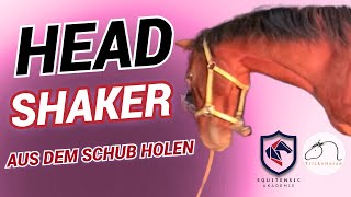 Headshaker aus dem Schub holen  TrickyHorse Training [upl. by Guinevere6]