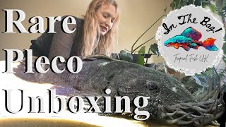 Unboxing rare plecos Loricariids for my Aquariums [upl. by Terrel207]