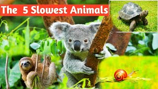 Top 5 Slowest Animals In The World  slowest animals in the world list [upl. by Clemens432]