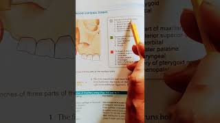 Branches of Maxillary Artery anatomy bdchaurasia medicalstudentsutubeshorts [upl. by Gotthard694]