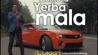 Luiggy Hernandez  Como La Yerba Mala Video Oficial by Luis Gomez Films [upl. by Idnahs887]