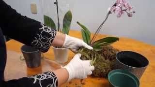 Orchid Care Trick  How to Save Your Potted Orchid From Dying [upl. by Shari]