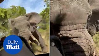 Terrifying moment elephant flips safari truck over killing tourist [upl. by Llydnek]