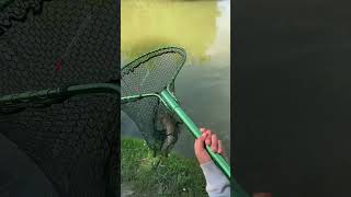 Pen rod fishing Cottington lakes [upl. by Attenyt]