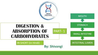 Digestion and Absorption of carbohydrate Part1 in Hindi carbohydratedigestion carbohydrates [upl. by Aray53]