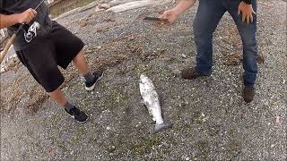 Coho are getting bigger At possession point Bait Co beach fishing 19th 20th 21st of Aug [upl. by Murat44]