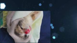 BOT FLY Removal From Kittens Nose  Removing Botfly   RESCUE MY [upl. by Jabez882]