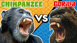 Gorilla VS Chimpanzee  Who Would Win [upl. by Yeoz]