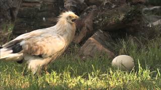 Egyptian Vultures [upl. by Nelie]