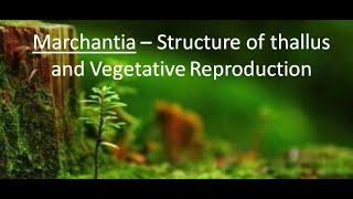 Marchantia  Structure and Vegetative Reproduction  Part 1 For BSc and MSc  By JYOTI VERMA [upl. by Atelokin]