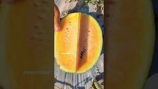 Rare Yellow Watermelon Cutting  Fruit Cutting Skills 😍😍  Asian street food shorts [upl. by Nerw]