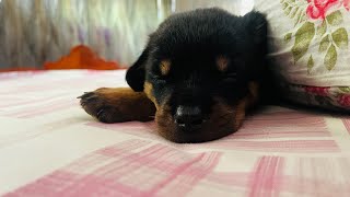 Rottweiler Pappy Dog 🐕‍🦺  Only 35Days Dog 🐶 rottweiler rottweilerpuppy dog shots [upl. by Ehav]