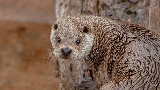 Giant Otters The Story of Perus River Wolves  Our World [upl. by Nawad]