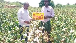 My Seeds pvt Ltd Hyderabad Cotton Kiladi Contact no 6303901516 [upl. by Bartle16]