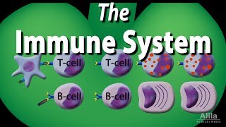 The Immune System Overview Animation [upl. by Sidalg]