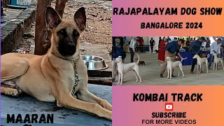 Rajapalayam Dog show  Bangalore Dog Show 2024 [upl. by Asaeret]