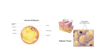 Adipose Tissue [upl. by Annawt274]