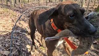 Hunting squirrels with Mountain Cur dogs [upl. by Pillsbury]