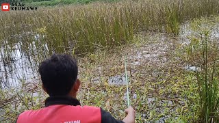 Spot mancing Nila penuh kejutan umpan turun pasti disambar [upl. by Frasco372]