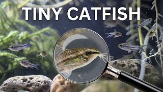 My Pygmy Catfish Colony 150 Day Evolution [upl. by Lalo]