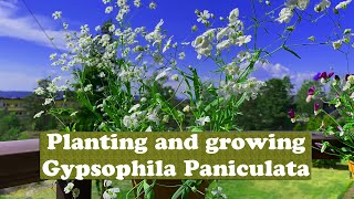 Planting and growing Gypsophila Paniculata at Home [upl. by Kathleen894]