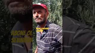 Zirai ilaç kullanmadan Organik zeytin Yetiştiriciliği yapıyor zeytin keşfet tarla [upl. by Thagard443]