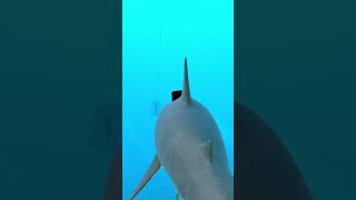 Ba dum ba dum ba dum  SHARKS Demo  shorts fyp gaming youtube tiktok [upl. by Suirtimed]