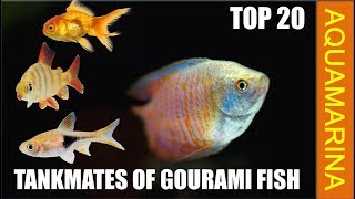 Top 20 best tankmates for Gourami Fish  Fishes compatible with gourami fish  Aquamarina [upl. by Arerrac552]