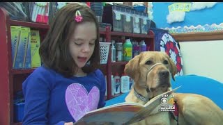 Eye On Education Dog Makes Big Difference In Special Needs Classroom [upl. by Walford617]