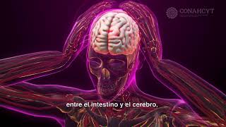 Estrés y microbiota intestinal su relación en la salud mental y emocional [upl. by Kyne]