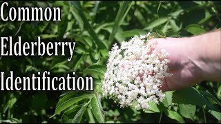 How To Identify Common Elderberry Sambucus canadensis [upl. by Lowson259]