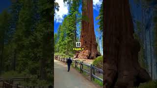 The Majestic California Redwood Nature’s Ancient Giants [upl. by Merrile485]