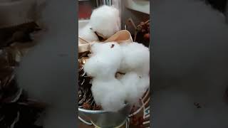 Cotton balls dried [upl. by Walczak443]