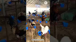 मुर्गी पालने का अनोखा तरीका  poultry farming  poultry [upl. by Muriel147]