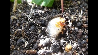 Rosenkäfer Larve Engerling buddelt sich ein  Cetonia aurata Rose chafer larvae [upl. by Ellah]