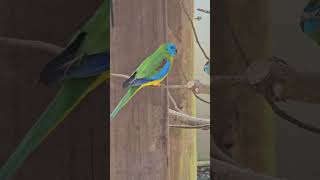 Neophema parrots zoo birds parrot australianAnimals australianBirds [upl. by Nalyd]