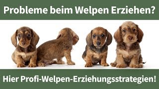 Welpen erziehen ► Erfahre wie aus Deinem Welpen ein ruhiger und entspannter Begleiter wird [upl. by Leighton]