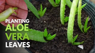 How To Plant Aloe vera Leaves [upl. by Nalad]