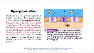 Action Potential  Polarization  Depolarization  Hyperpolarization  Membrane Potential Graph [upl. by Rodenhouse928]