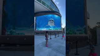 TUBARÃO Porto de Nassau Bahamas 3d virtualreality jaws [upl. by Elleirad239]