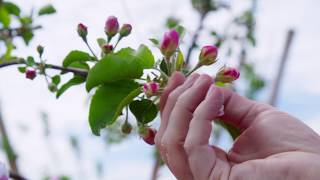 Honeybees Pollinate Apple Trees  Wenatchee WA  Washington Grown [upl. by Eatnuahs310]