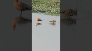 Winter Guests Ruddy Shelduck amp BarHeaded Goose at Teesta Canal Shorts [upl. by Collie705]