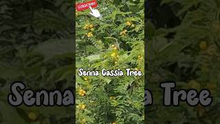 Flower acaciacassia senna plantcassia flowerRinkutimevlogviraltrandingshortsshort [upl. by Yttiy]