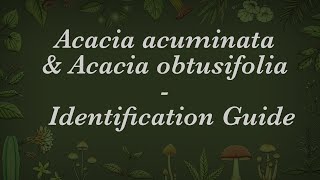 Identification Guide  Acacia acuminata amp Acacia obtusifolia [upl. by Okihcas]