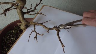 How to clip your carpinus in winter The bonsai area [upl. by Pedersen]