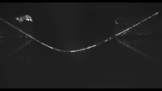 Three Point Bending Test Euplectella aspergillum [upl. by Guerra]